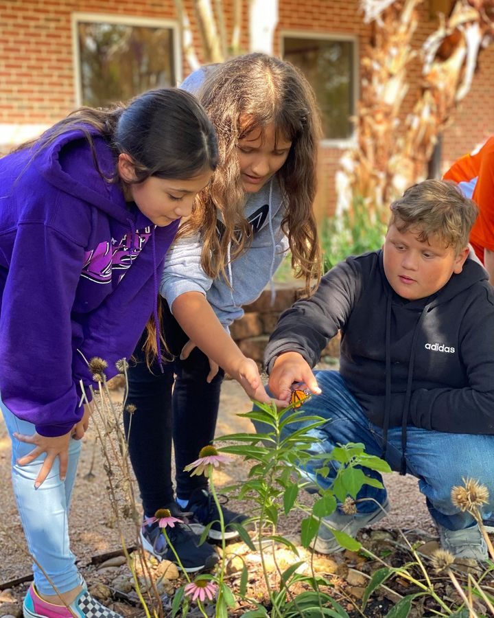 angleton isd monarch butterflies