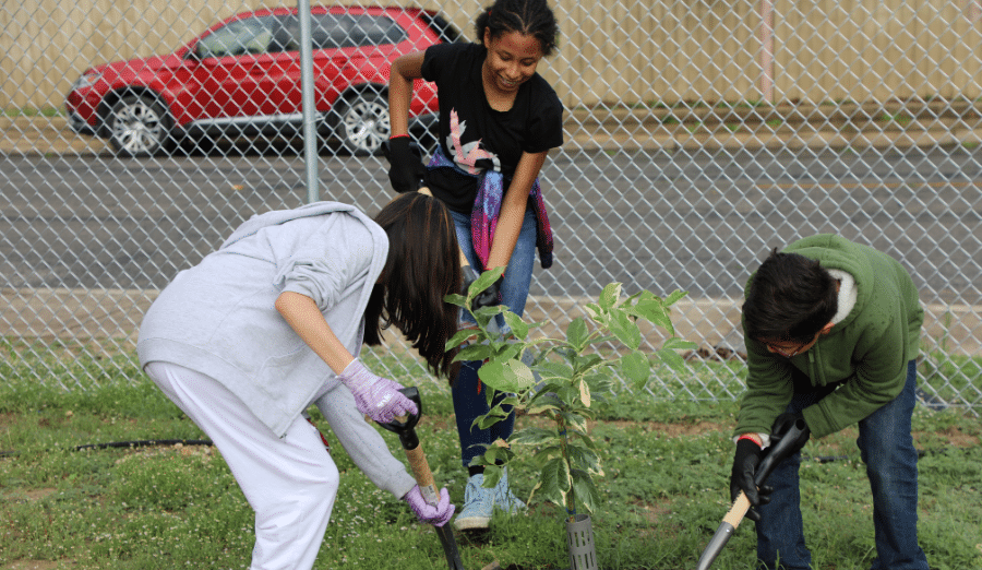 Students planting a tree.